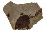 Fossil Plant (Fagus) Leaf - McAbee, BC #262244-1